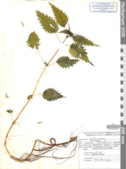 VOR 0023035
