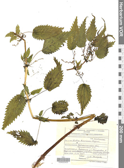 VOR 0023033