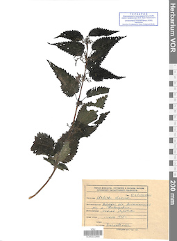 VOR 0022880