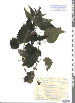 VOR 0022876