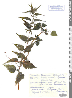 VOR 0022872