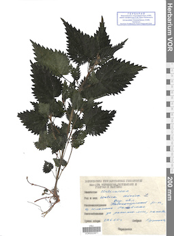 VOR 0022871