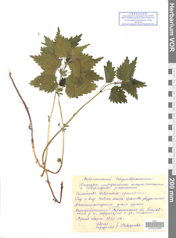 VOR 0022868