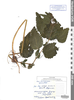 VOR 0022864