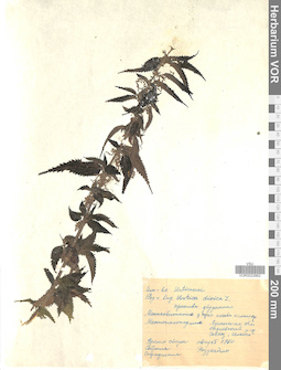 VOR 0022862