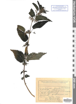 VOR 0022856
