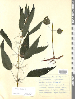 VOR 0022855