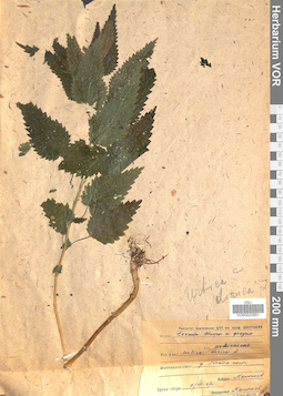 VOR 0022851