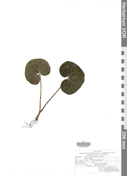 VOR 0039652