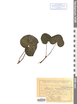 VOR 0024244