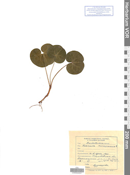 VOR 0024241