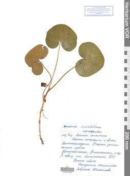 VOR 0024239