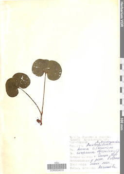 VOR 0024233