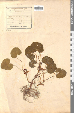 VOR 0024231