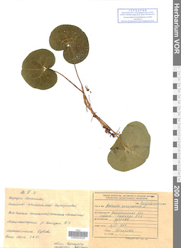 VOR 0024229