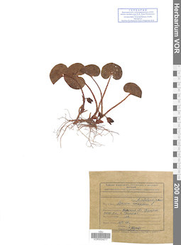 VOR 0024217