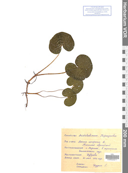 VOR 0024211