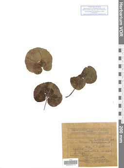 VOR 0022710
