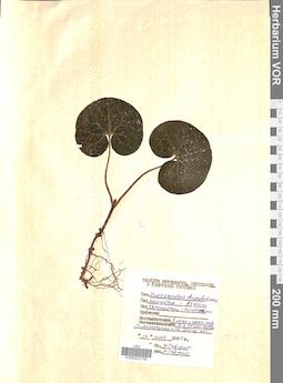 VOR 0022708