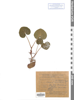 VOR 0022701