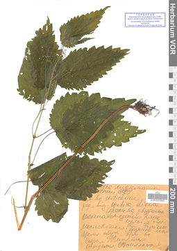 VOR 0022842