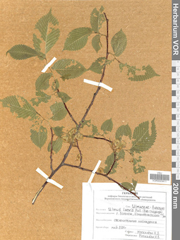 VOR 0023411
