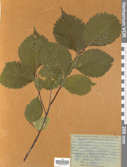 VOR 0023410