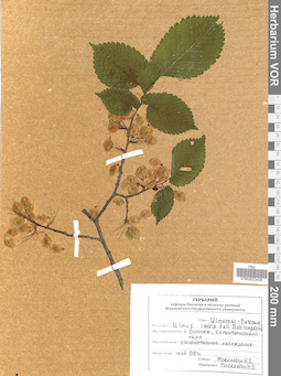 VOR 0023409