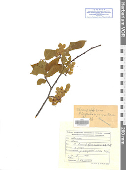 VOR 0023407