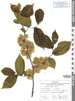 VOR 0023406