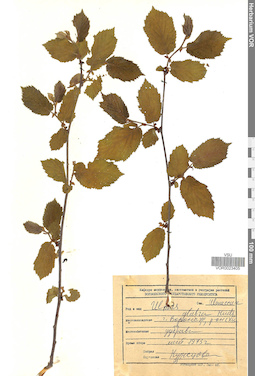 VOR 0023405