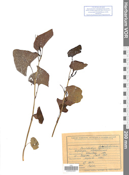 VOR 0023051