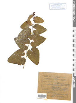 VOR 0023046