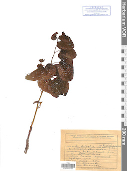 VOR 0022733