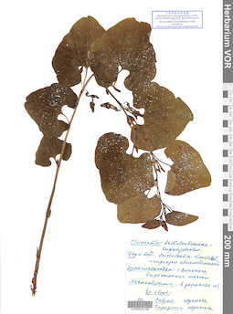 VOR 0022726