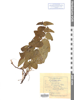 VOR 0022723