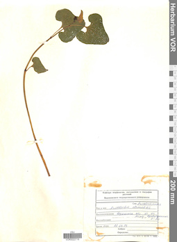 VOR 0022716