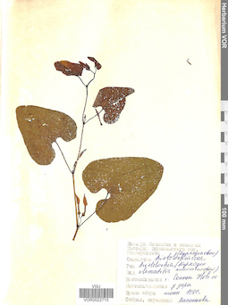 VOR 0022715