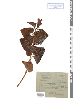 VOR 0022687
