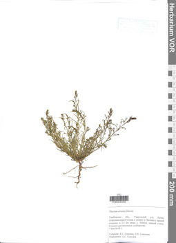 VOR 0040496