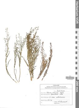 VOR 0024207