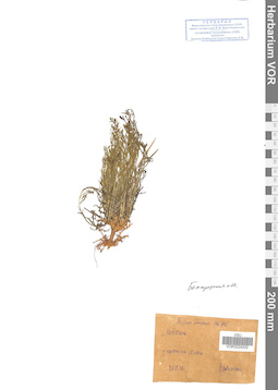 VOR 0024202
