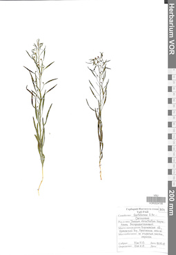 VOR 0024195