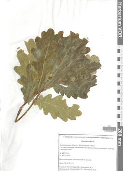 VOR 0040242