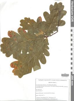VOR 0040241