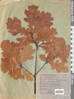 VOR 0026163