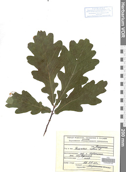 VOR 0026148