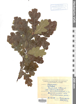 VOR 0026143