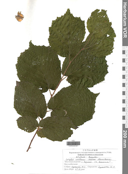VOR 0040381