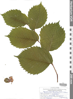 VOR 0039402